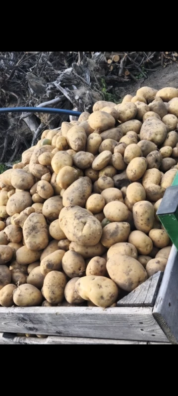 Smaczne jabłka i warzywa