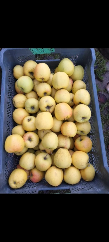 Sprzedam smaczne jabłka i warzywa ekologiczne