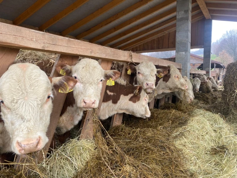 Wołowina Hereford polędwica, ligawa, gulasz, steki, mięso do burgerów etc