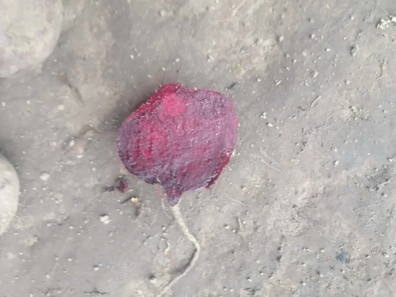 Burak czerwony okrągły