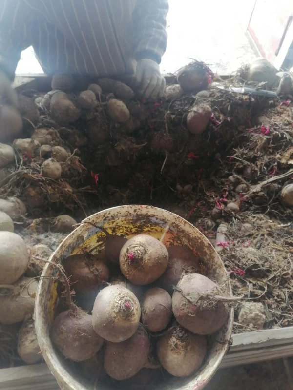 Burak czerwony okrągły