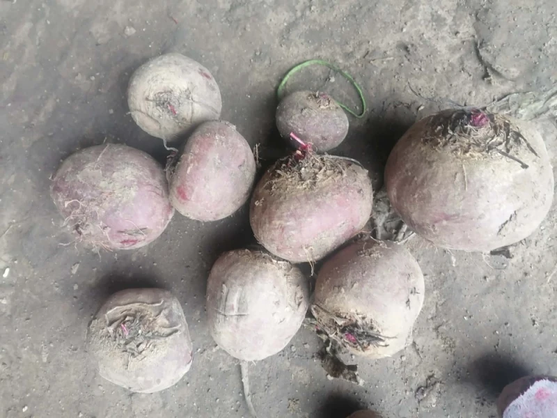 Burak czerwony okrągły