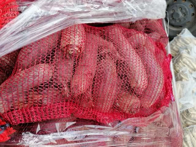 Buraczki czerwone długie