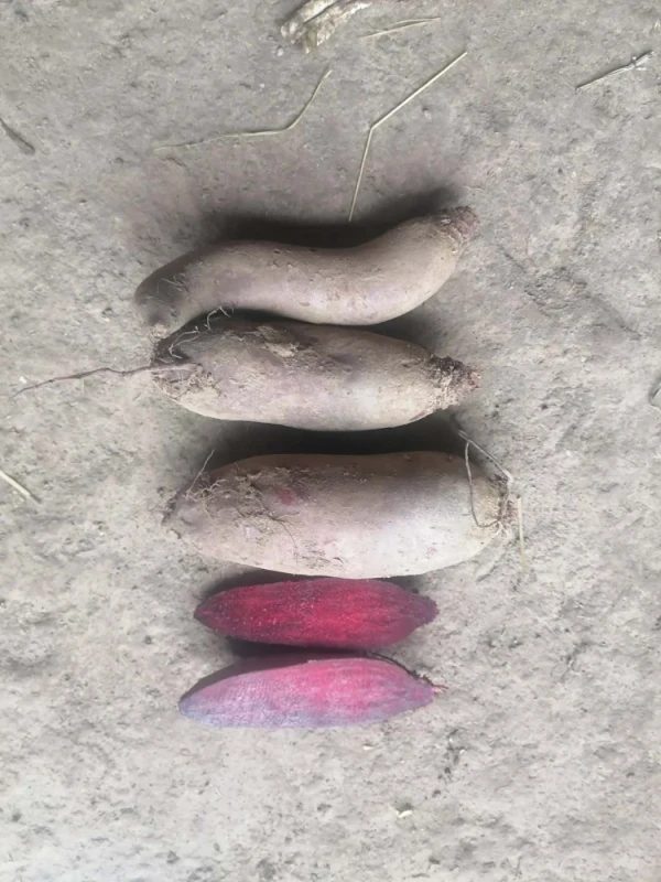 Buraczki czerwone długie