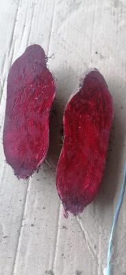 Buraczki czerwone długie