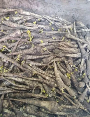 Pietruszka Możliwość wysyłki