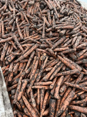 Sprzedam marchew przemysłową odmiany Trafford  ilość ok. 200 ton