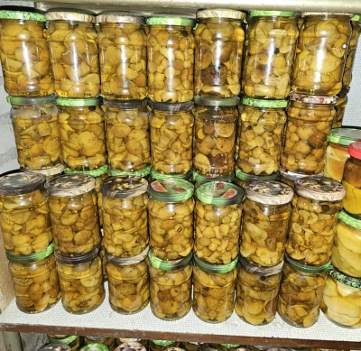 Grzyby marynowane podgrzyb brunatny