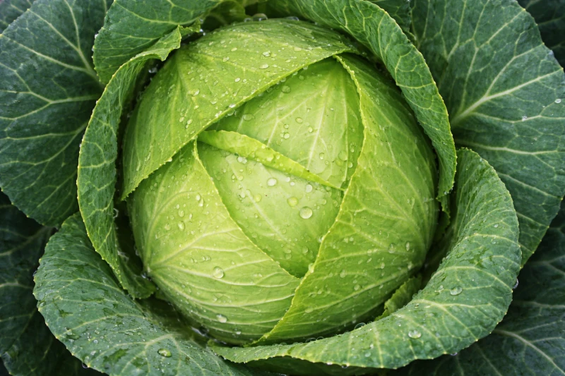 Kapusta biała - sprzedam kapustę, duże ilości