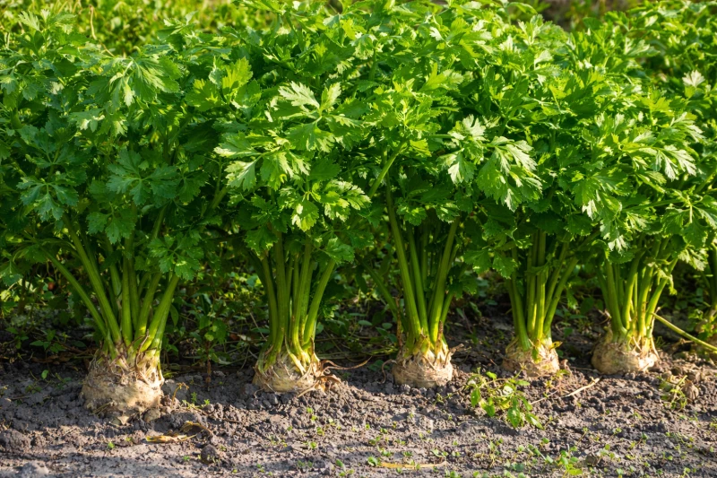 Seler korzeniowy z nacią lub sam korzeń - na sprzedaż