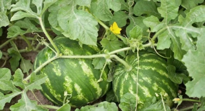 Arbuz słodki z polskiej uprawy - sprzedaż