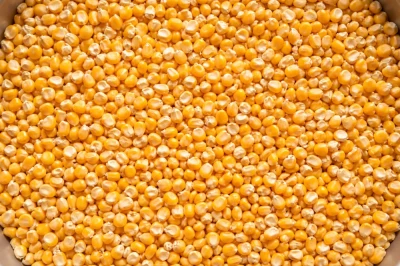 Sprzedam kukurydzę suchą