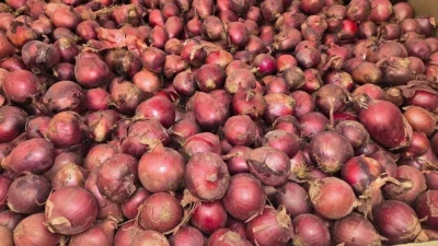 Cebula Redlfash F1 - sprzedam