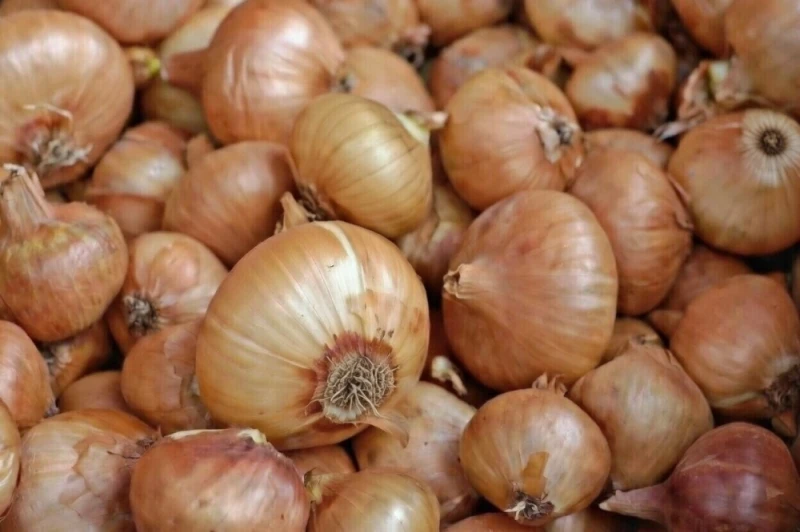 Cebula żółta - sprzedam