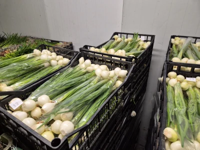 Cebula ze szczypiorem