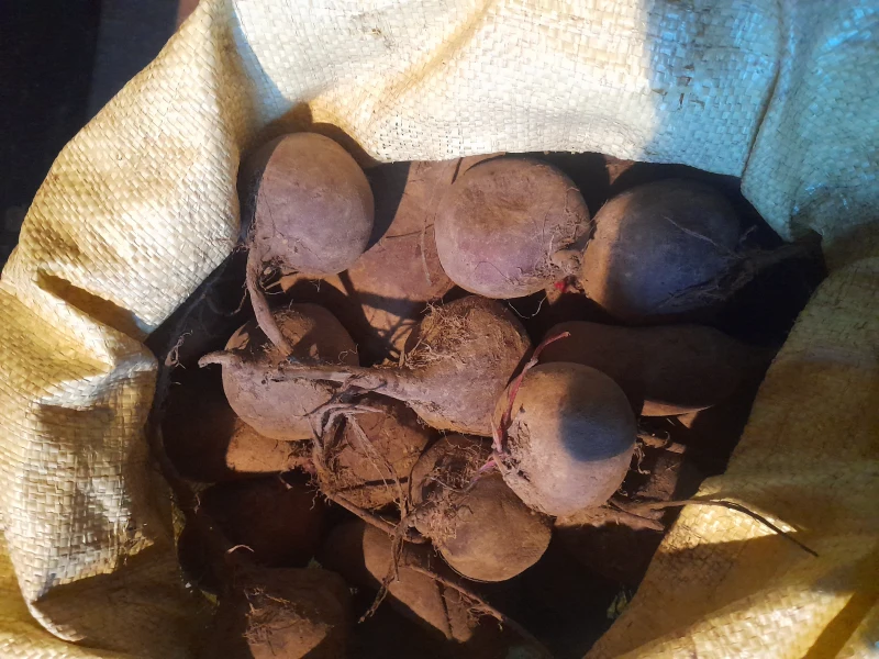 Buraczki ćwikłowe prosto od rolnika możliwa dostawa wysyłka