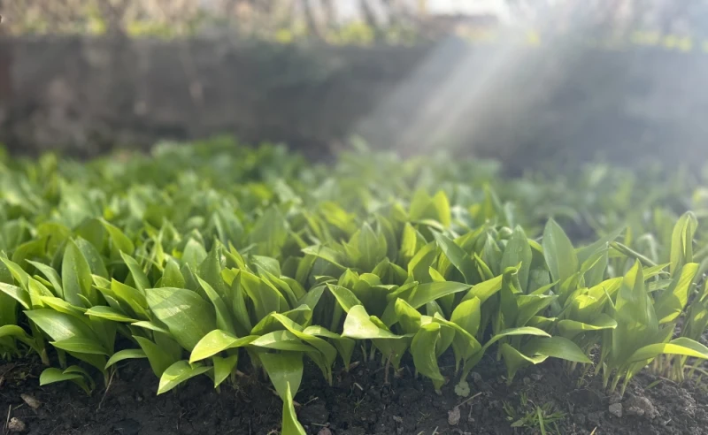 Czosnek Niedźwiedzi sadzonki