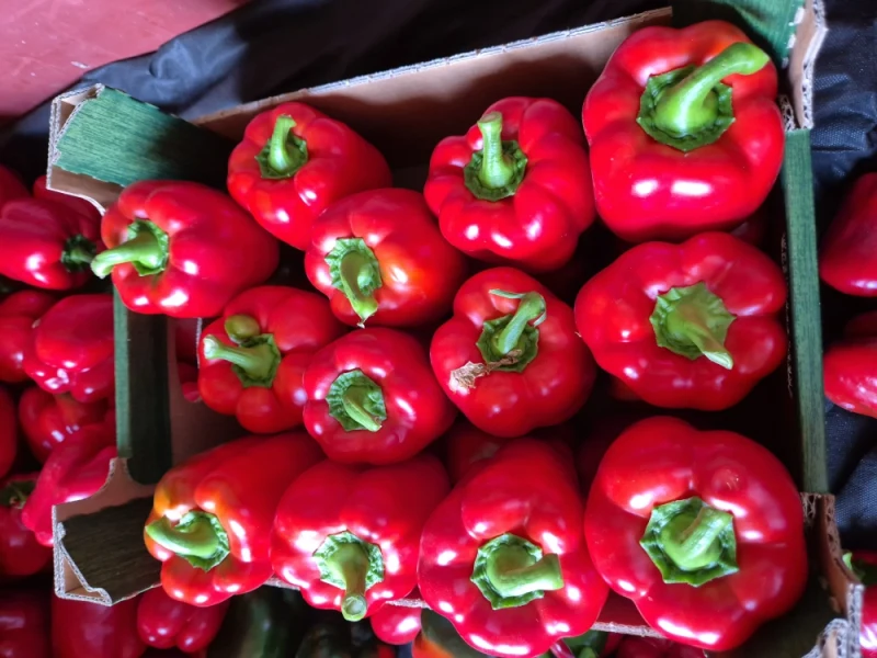 POLSKA papryka typu blok czerwona