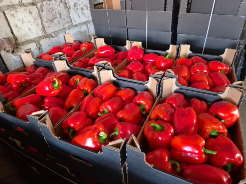 POLSKA papryka typu blok czerwona