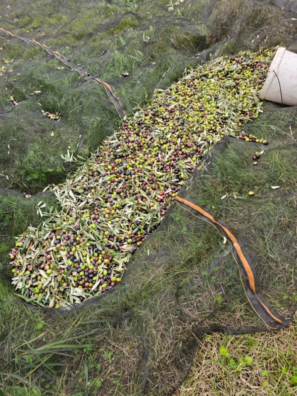 Oliwa z oliwek extra virgin