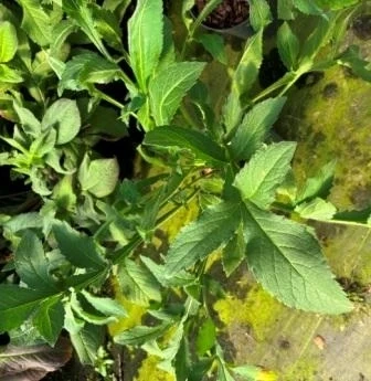 Szkółkarstwo ozdobne