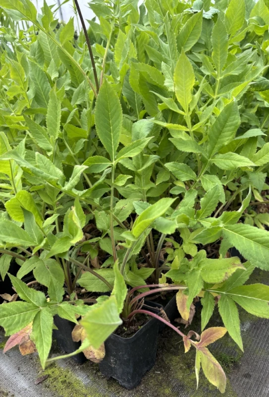 Szkółkarstwo ozdobne