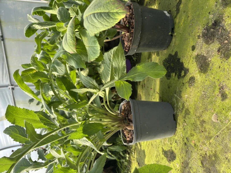 Szkółkarstwo ozdobne