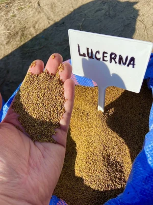 Sprzedam lucernę odmiana Plato