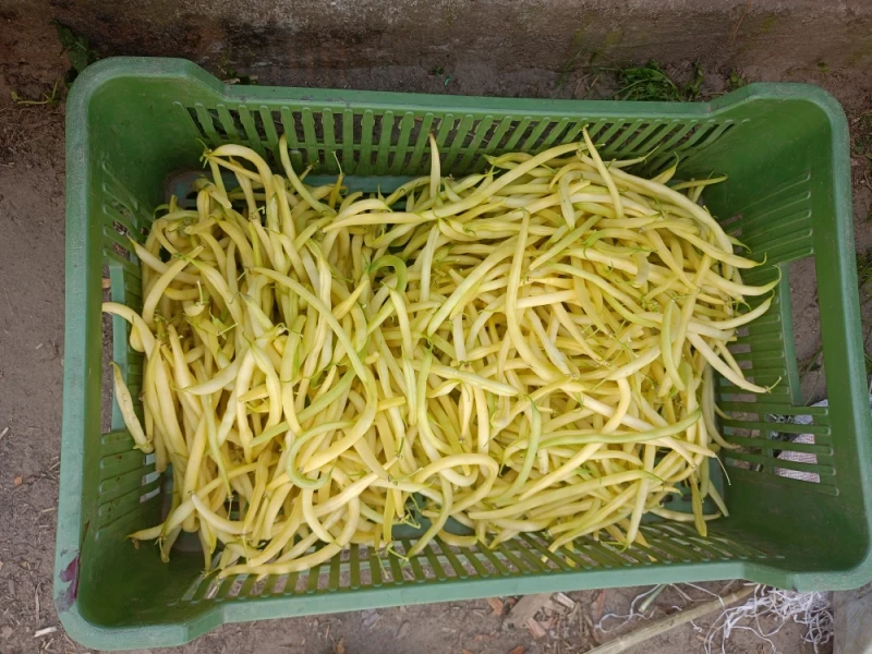 Sprzedam warzywa