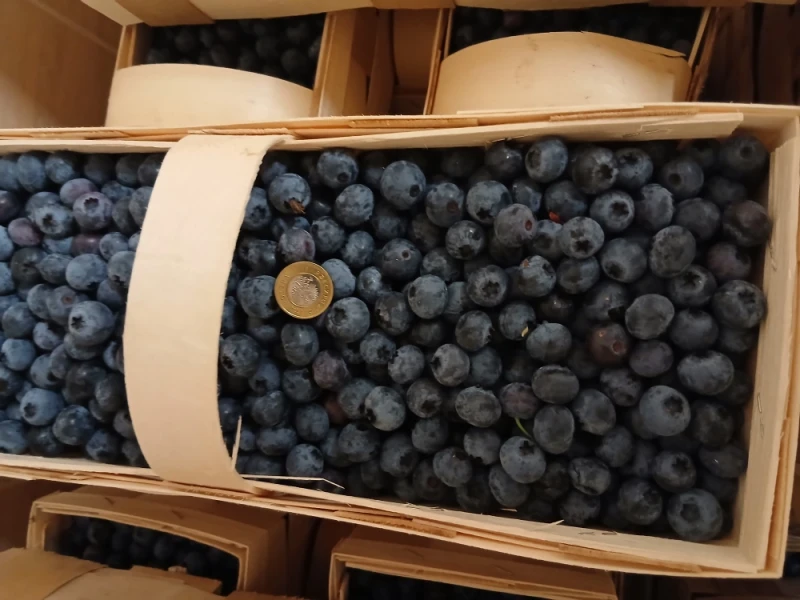 Sprzedam 400 koszy borowki odmiana CHENDLER oraz BLUECROP.