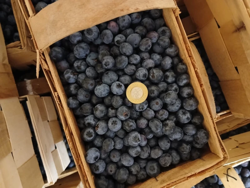 Sprzedam 400 koszy borowki odmiana CHENDLER oraz BLUECROP.