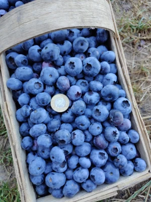 Sprzedam 400 koszy borowki odmiana CHENDLER oraz BLUECROP.