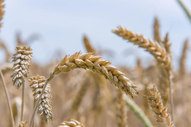 Pszenica ozima SANSEO 2680złt