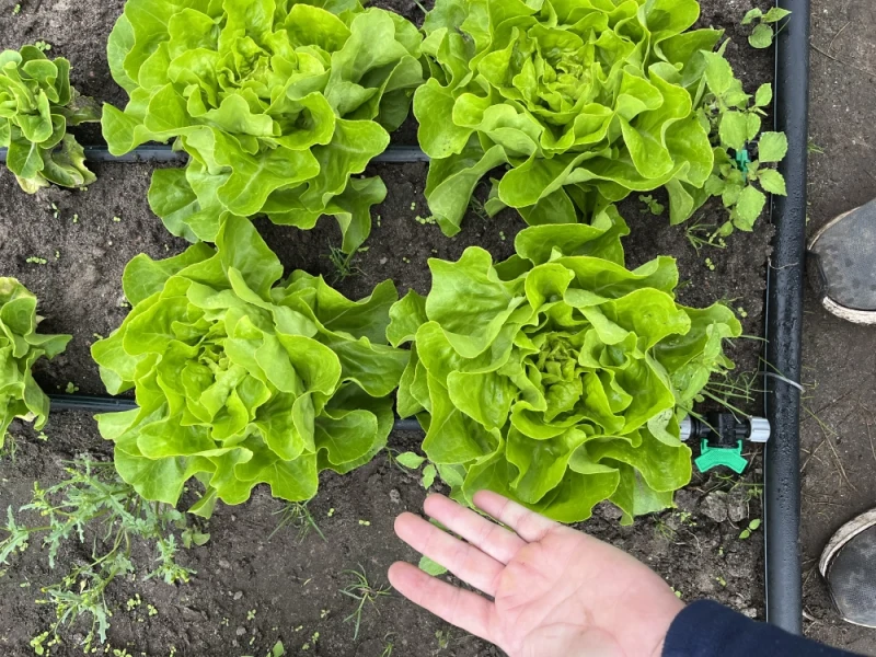 Salata masłowa
