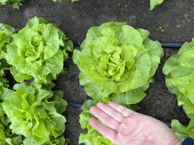 Salata masłowa