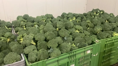 Sprzedam brokuły kalibru 300plus, 500plus, 700plus