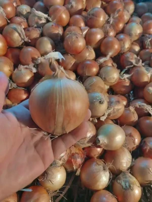 Jakość cebuli w każdej warstwie