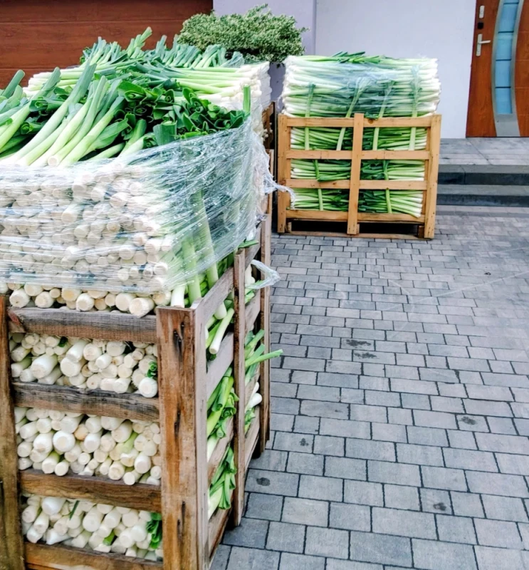 Pory na włoszczyznę