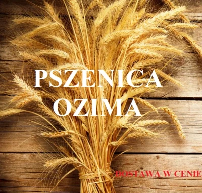 PSZENICA OZIMA