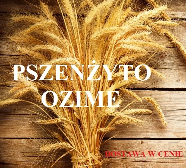 PSZENŻYTO OZIME