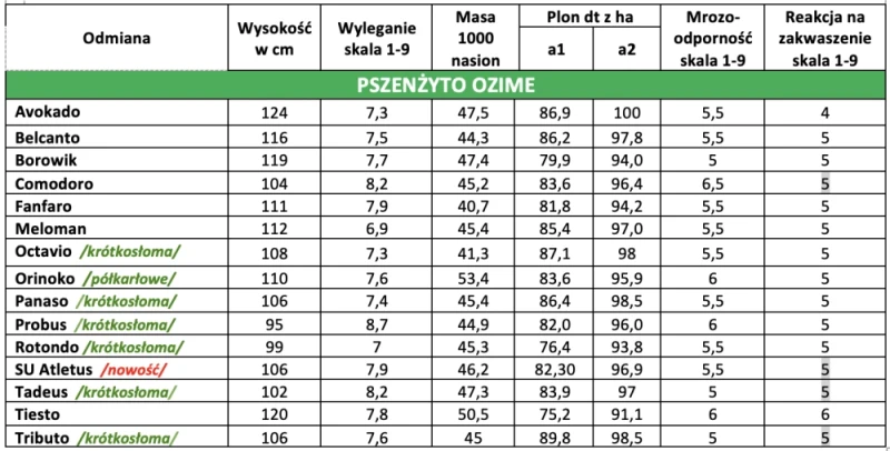 PSZENŻYTO OZIME