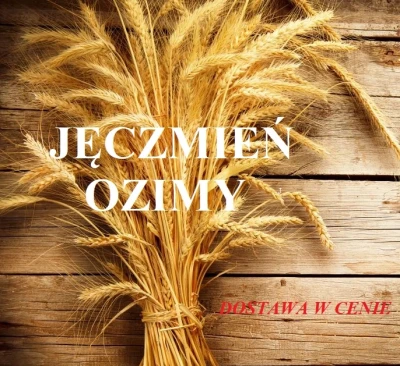 JĘCZMIEŃ OZIMY