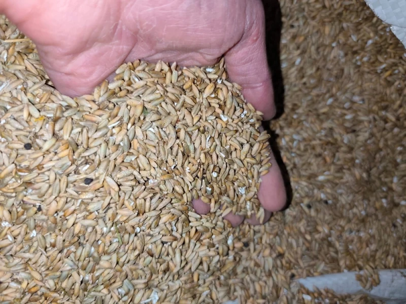 Sprzedam zboże niepełnowartościowe żyto na pellet, do gorzelni, biogazowni.