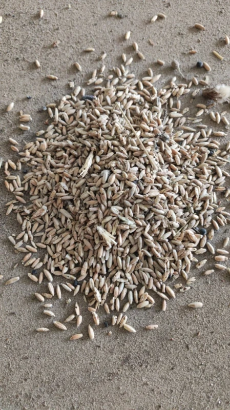 Sprzedam zboże niepełnowartościowe żyto na pellet, do gorzelni, biogazowni.