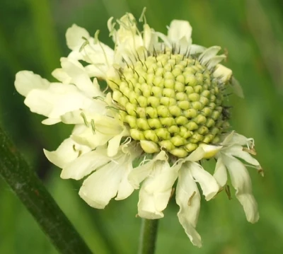 Szkółkarstwo ozdobne