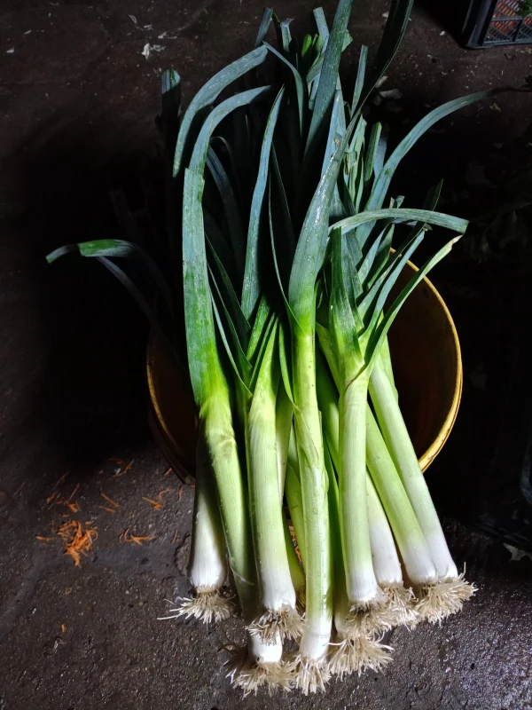 Agnieszka Michałowska