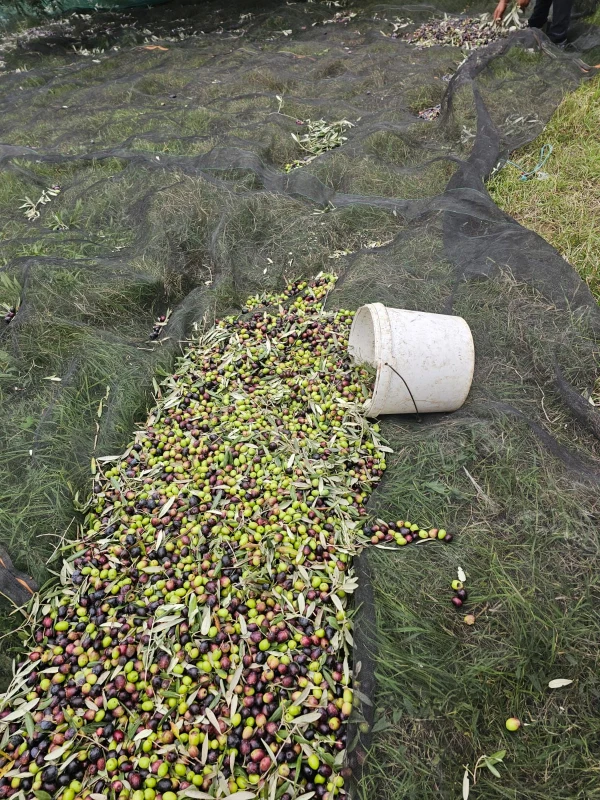 Joanna Kołodzińska