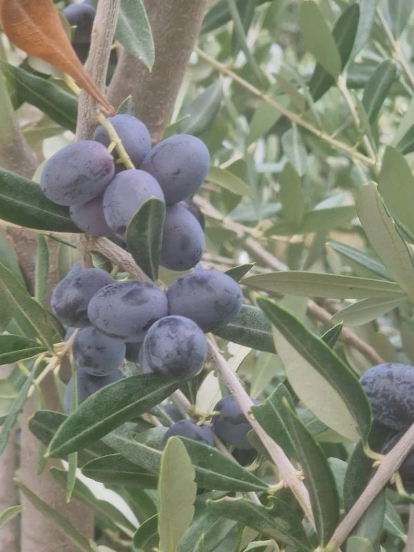 Joanna Kołodzińska