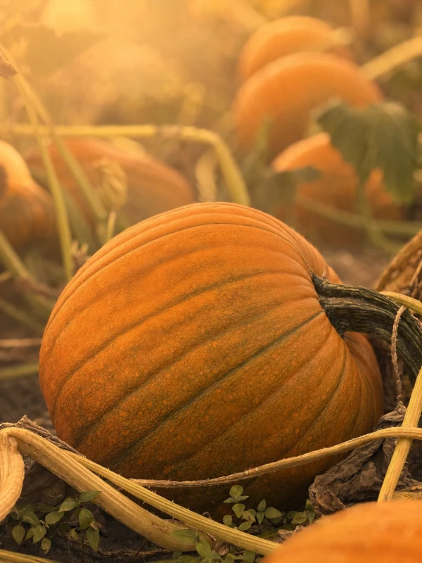 758_{tpl}_cf29927564.webp