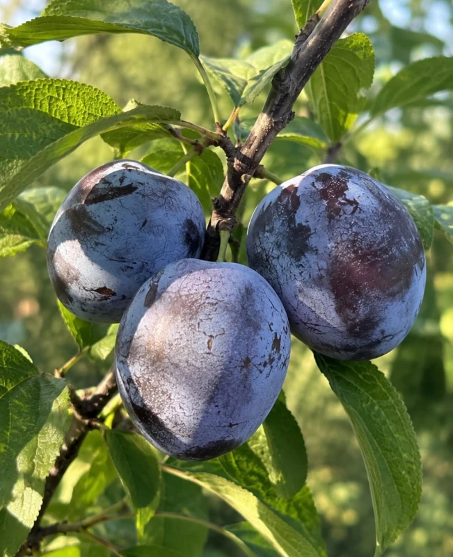 767_{tpl}_6c7c19f66e.webp